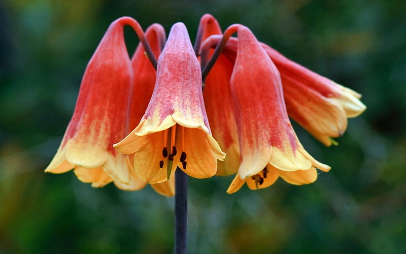 Campanas de navidad flores, amarillo, navidad, rojo, campana, flores, Fondo  de pantalla HD | Peakpx