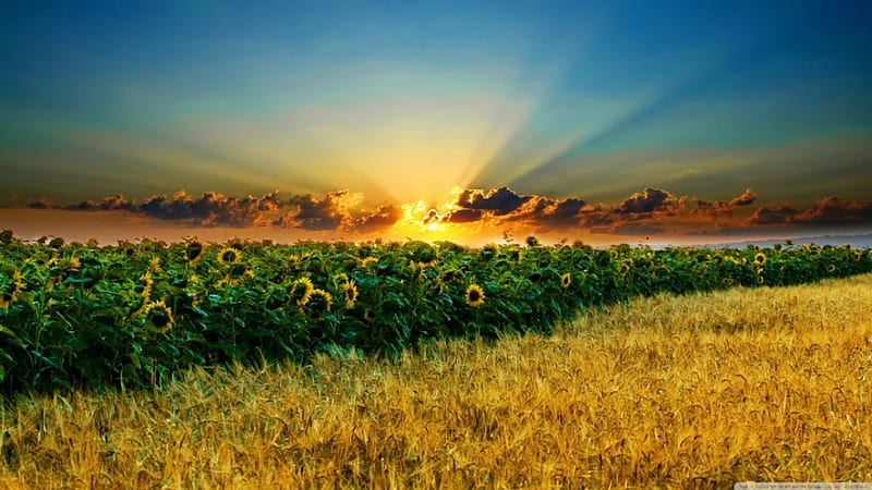 Amazing sunflowers, dusk, maedow, shine, sunset, clouds sunrise, light, dawn, sunlight sunflower, sky, summer, rays of light, sunshine, nature, scene, field, landscape, HD wallpaper