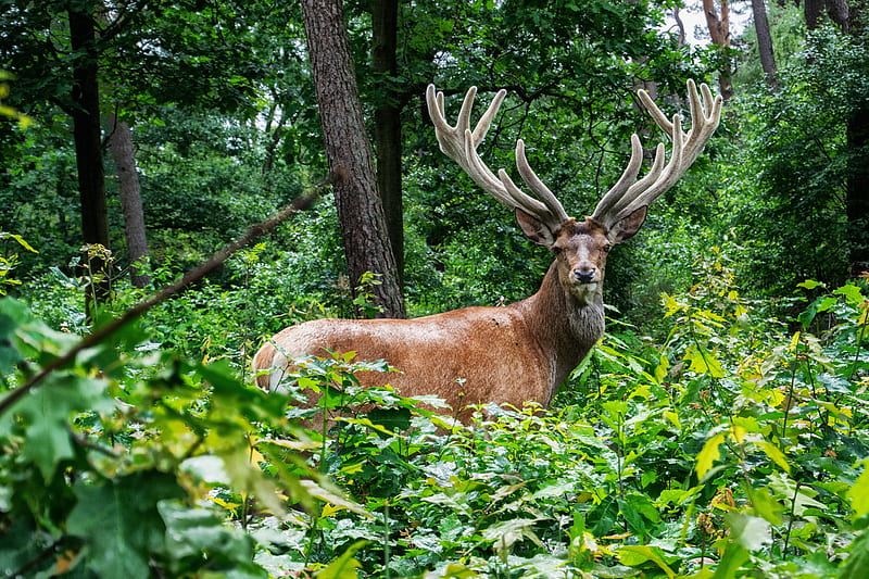 brown deer on grass area, HD wallpaper