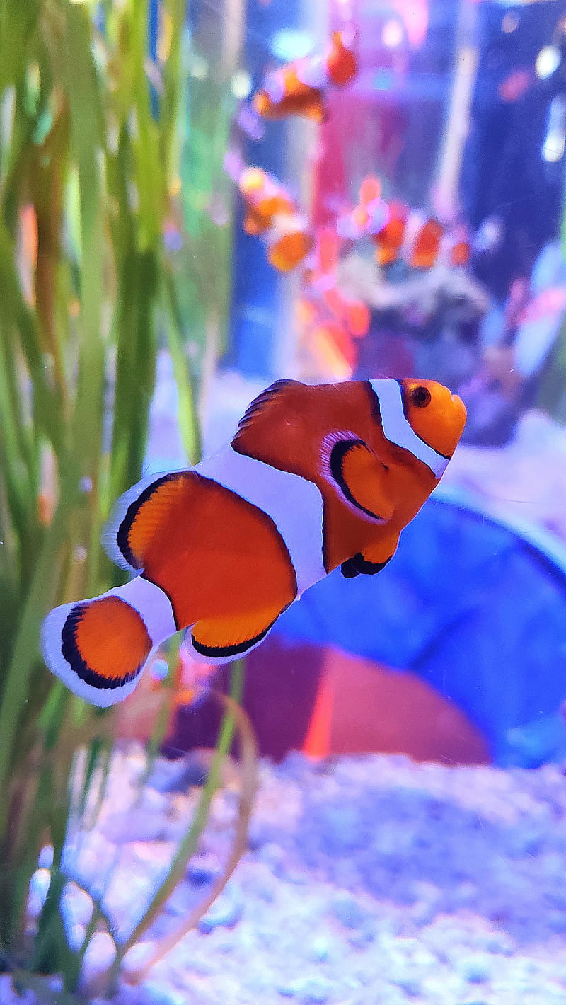 clown fish, fish, aquarium, algae, HD phone wallpaper