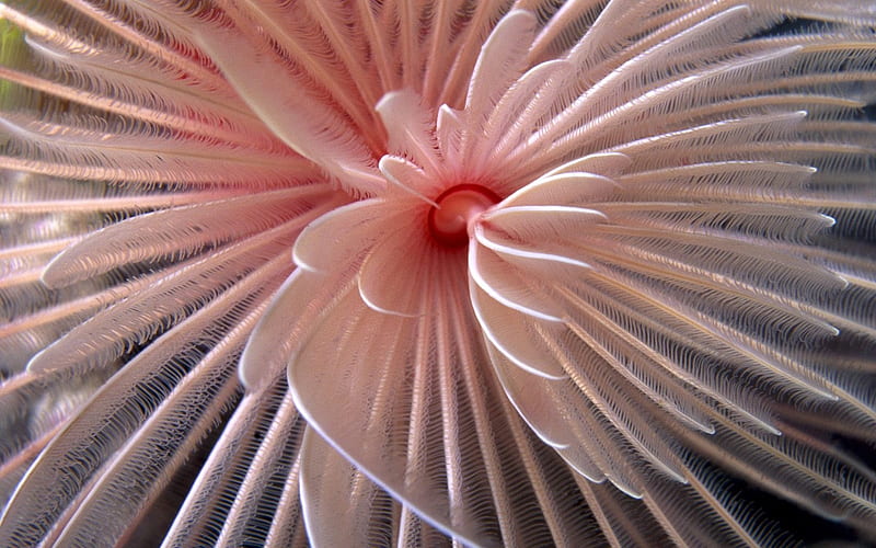 Solomon Islands marine life fan, HD wallpaper