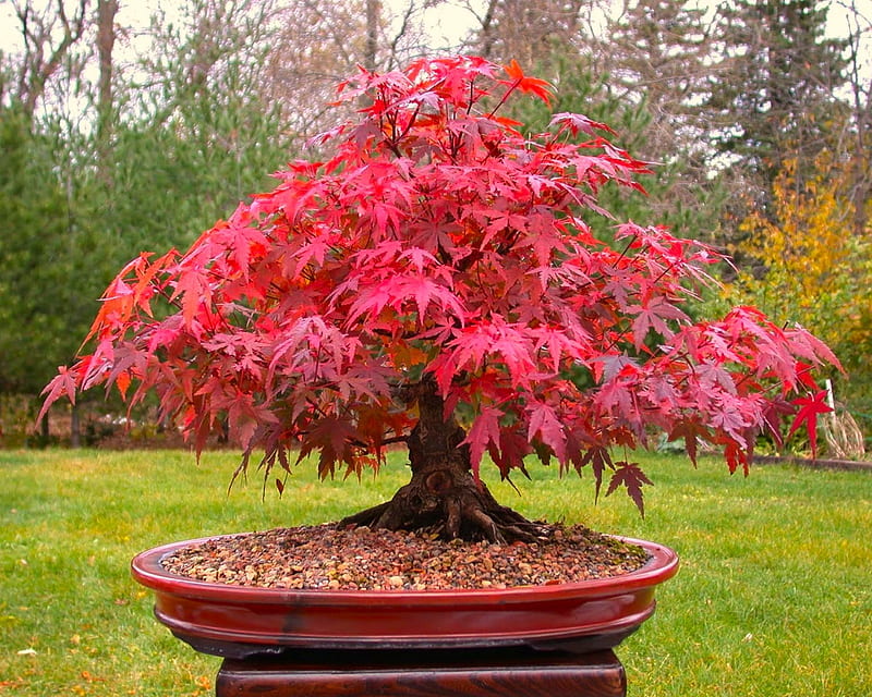 Ripper Red Maple, bonsai, tree, HD wallpaper