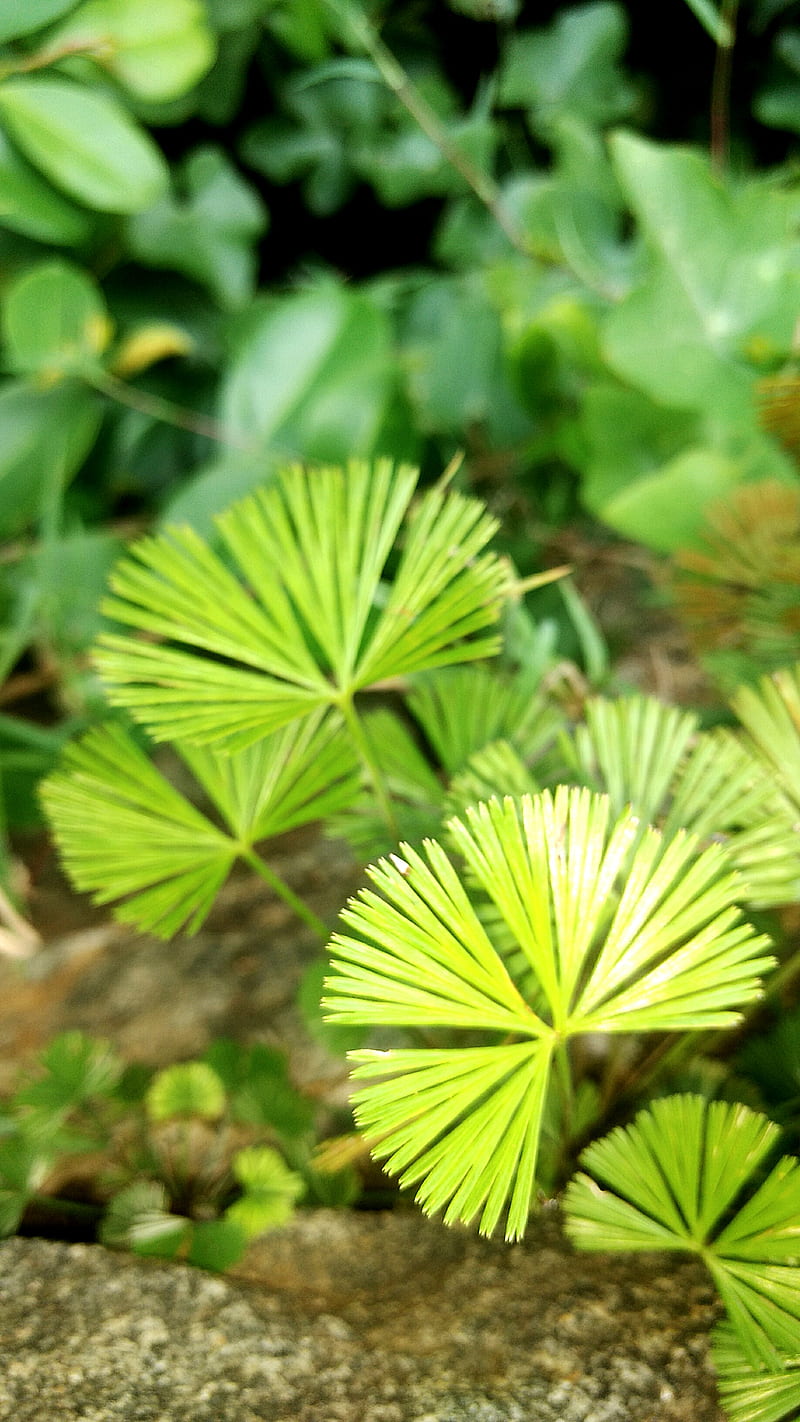 Greenish leaves, blur, fresh, garden, green, leaf, HD phone wallpaper