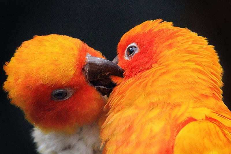 A Parakeet Kiss, orange, birds, yellow, parakeets, kiss, HD wallpaper