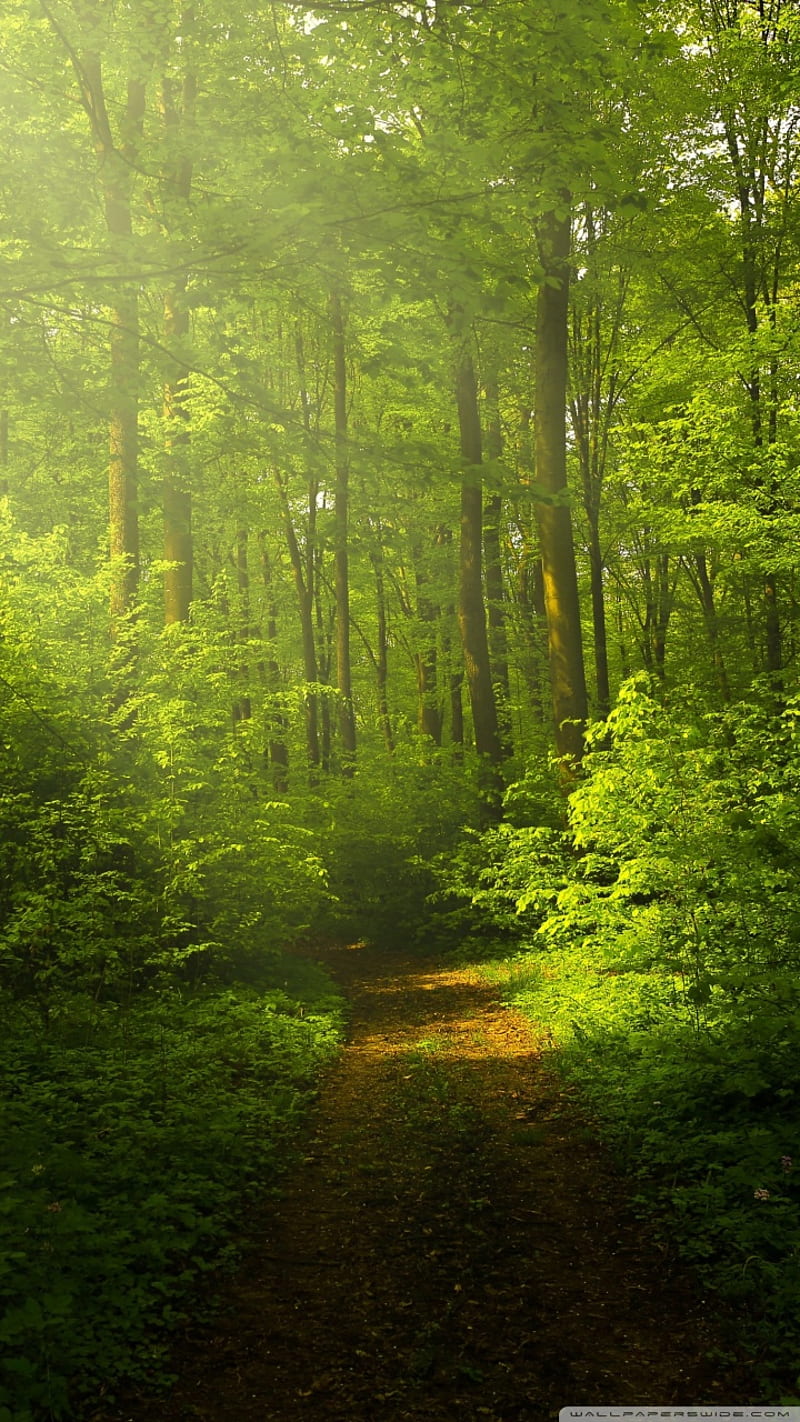 Bosque, arboles, natural, naturaleza, paz, Fondo de pantalla de teléfono HD  | Peakpx