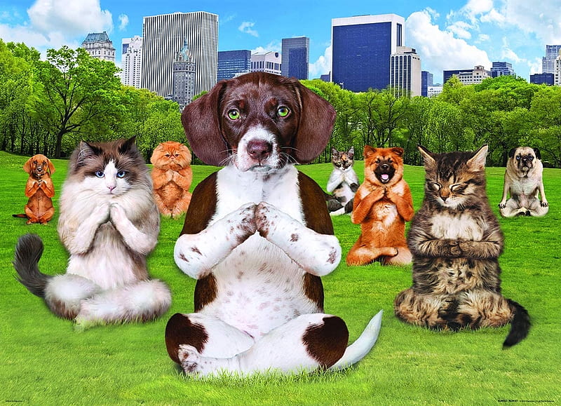 Yoga Park, fantasy, caine, funny, park, yoga, cat, pisici, dog, green, HD wallpaper