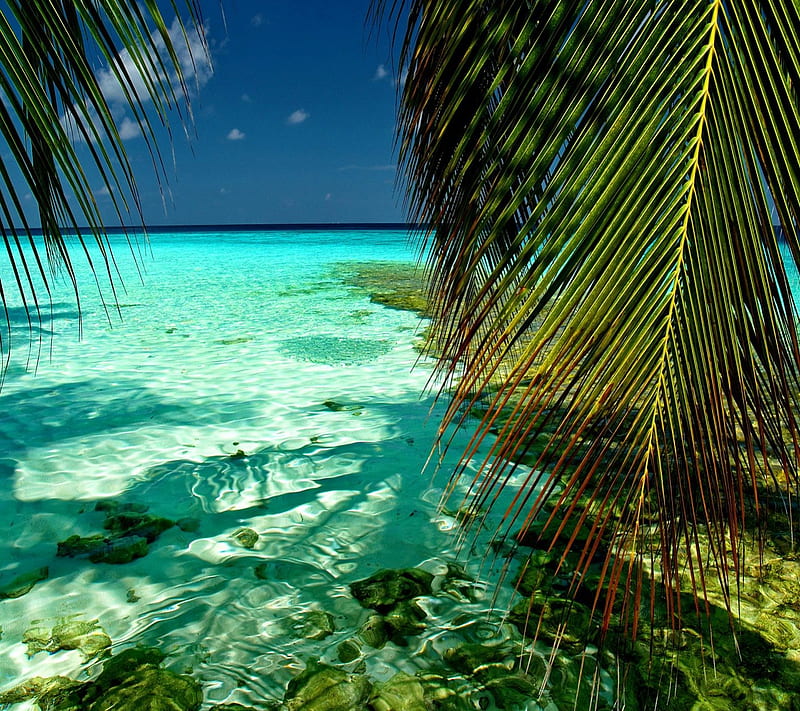 Beautiful Beach, pretty, ocean, bonito, sky, clouds, sea, beach, sand, water, beauty, nature, palm tree, HD wallpaper Beautiful Beach, pretty, ocean, bonito, sky, clouds, sea, beach, sand, water, beauty, nature, palm tree, HD wallpaper