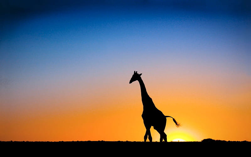 Sunset amp Giraffe Botswana-Animal selected, HD wallpaper