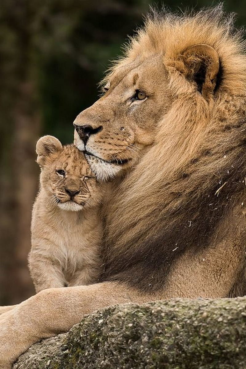 León y cachorro, familia, león, leones, Fondo de pantalla de teléfono HD |  Peakpx