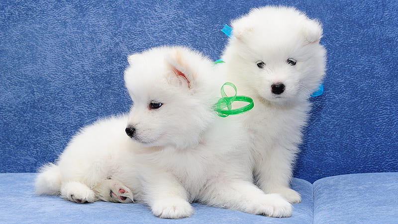 two cute white puppies are on blue couch in blue background having blue and green ribbons on neck animals, HD wallpaper