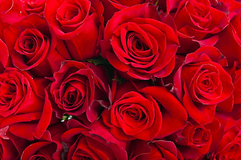 Roses, valentines day, with love, red roses, rose, flowers, for you, HD ...