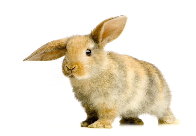 Bunny, cute, rabbit, iepure, ears, easter, rodent, animal, HD wallpaper