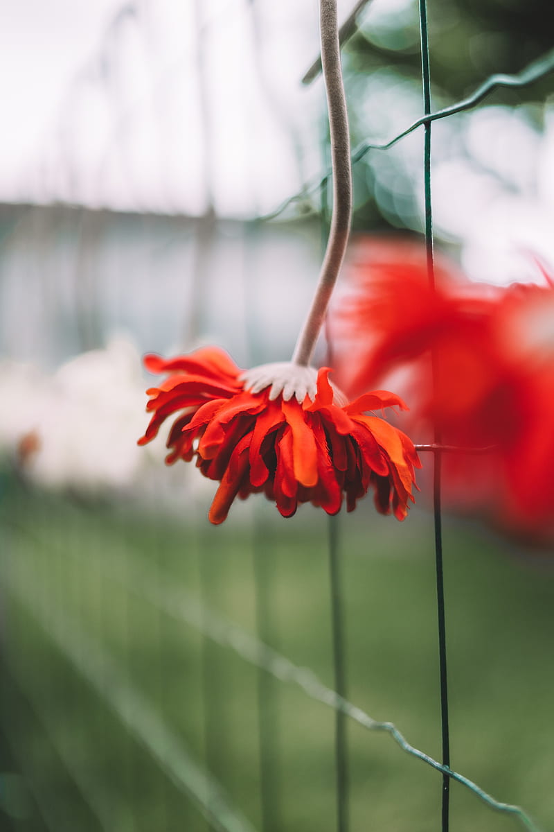 gerbera, flower, petals, red, HD phone wallpaper
