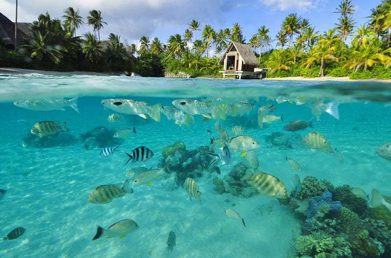 Under the Lagoon, polynesia, fish, snorkel, sea, palm trees, beach, lagoon, bora bora, marine, aqua, south pacific, blue, underwater, exotic, islands, ocean, paradise, island, tahiti, tropical, HD wallpaper