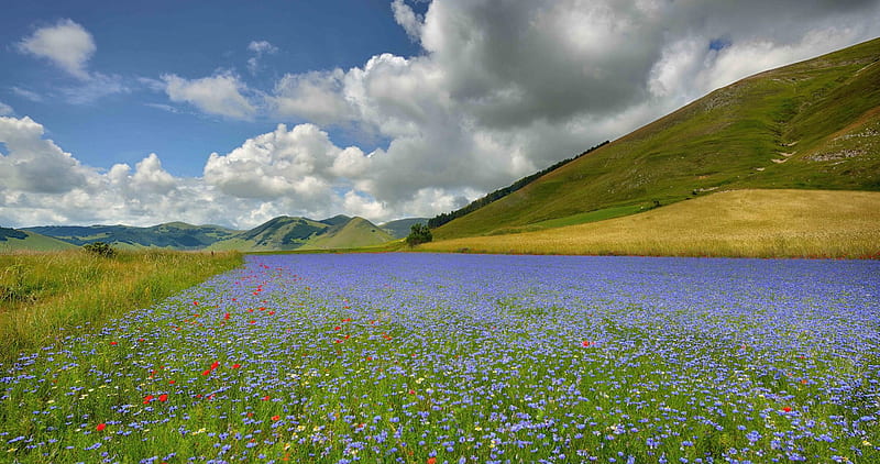 Castelluccio Italy Flowers, hills, central Italy, sky, clouds, trees, village in Umbria, flowers, Castelluccio, nature, Appennine mountains, Norcia, field, HD wallpaper