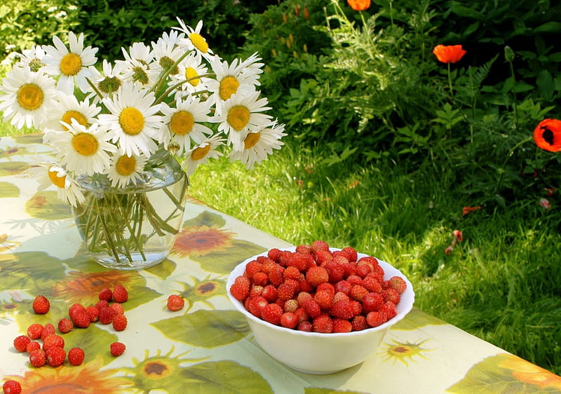 * Daisies *, strawberries, flowers, nature, wild, HD wallpaper