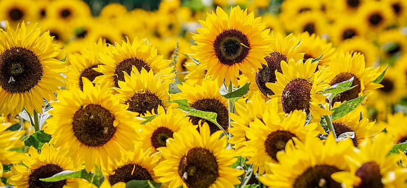 Sunflower Fields , sunflowers, vintage, flowers, summer, yellow, HD wallpaper
