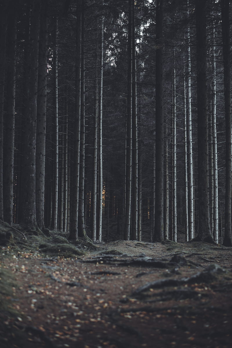 forest, trees, trunks, dark, HD phone wallpaper