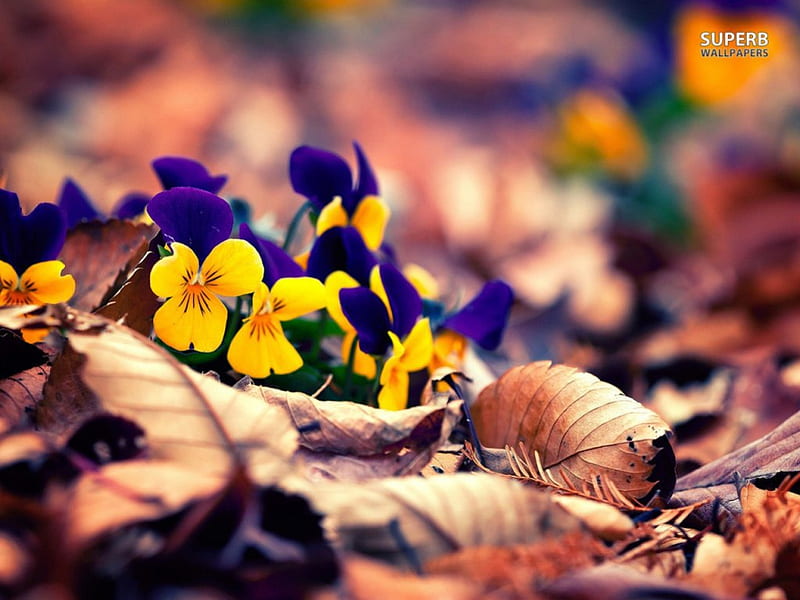 Faces of Purple & Yellow, colorful, pretty, leaves, purple, pansies, flowers, yellow, HD wallpaper