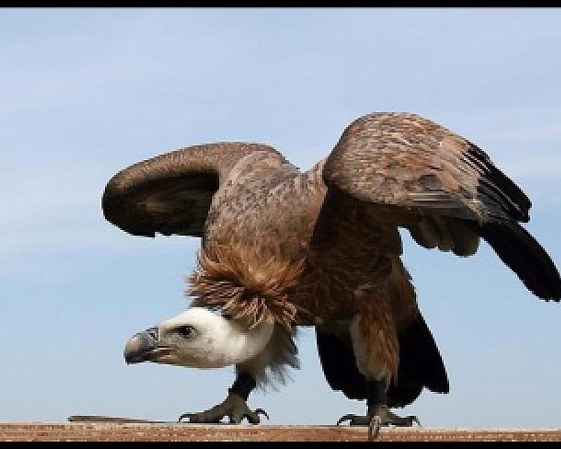 large Bird, buzzard, wings, bird, brown, large, vulture, feathers, HD wallpaper