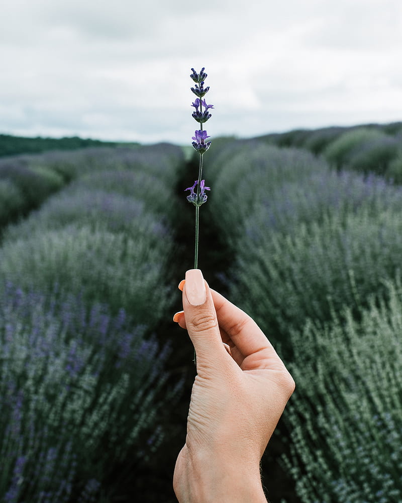 lavender, flower, hand, field, focus, HD phone wallpaper