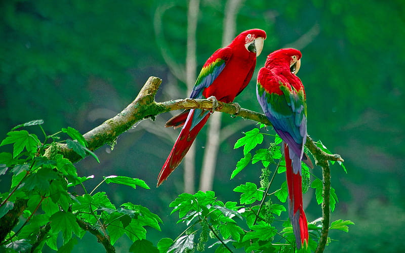 Parrots Paradise, parrot, birds, couple, HD wallpaper