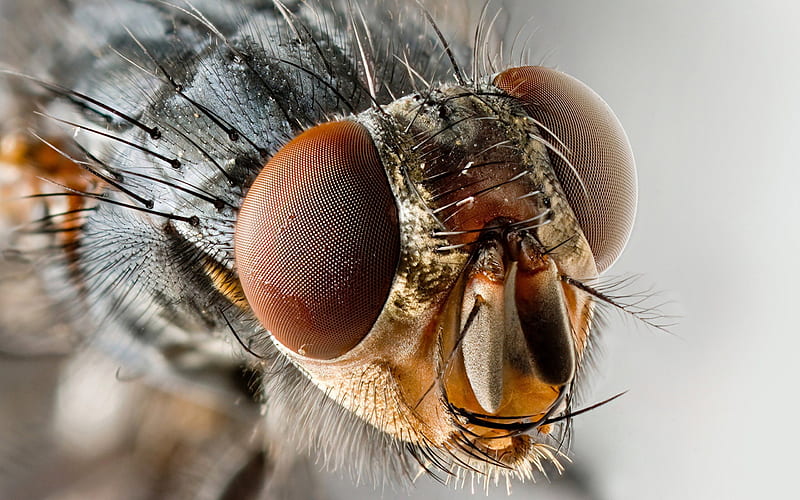 Housefly, insect, eyes, antenna, HD wallpaper