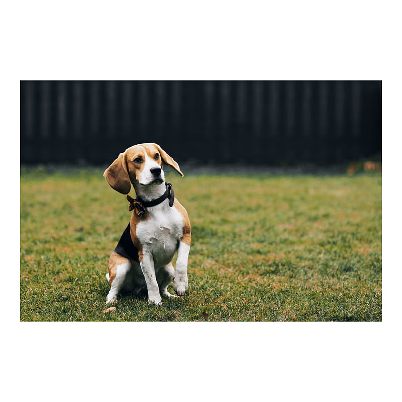 MGK , beagle, HD phone wallpaper