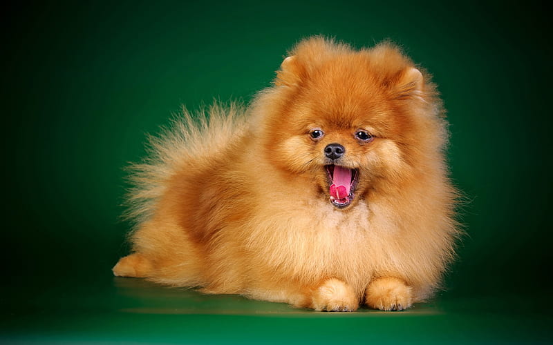 Spitz dog, Tail curls, Canis pomeranus, Thick fur, Long fur, HD wallpaper