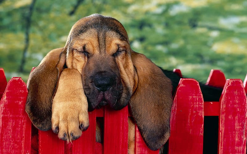 Dogs, Dog, Animal, Puppy, Sleeping, Bloodhound, HD wallpaper | Peakpx