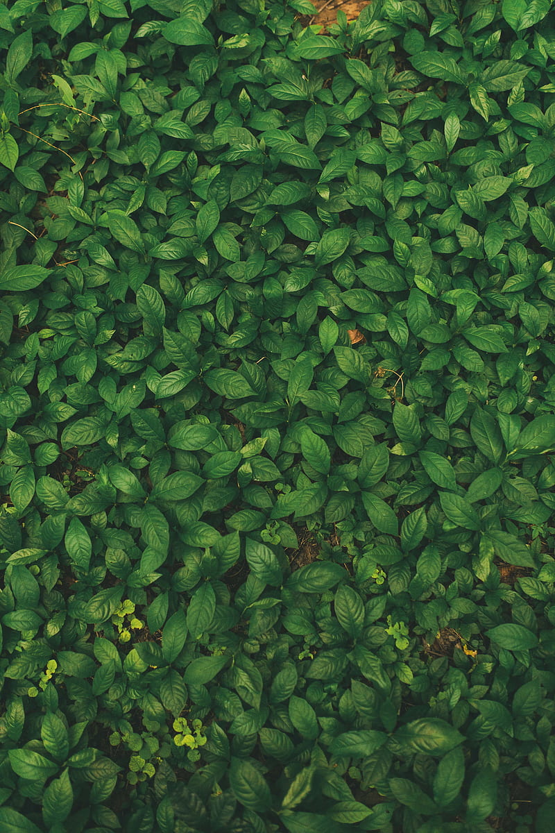 leaves, veins, plant, grass, HD phone wallpaper