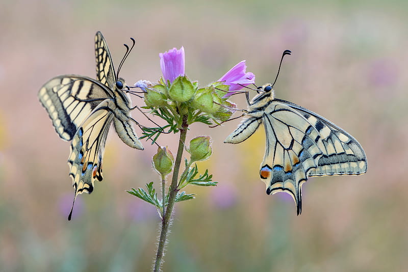 Insects, Swallowtail Butterfly, Butterfly, Insect, Macro, HD wallpaper