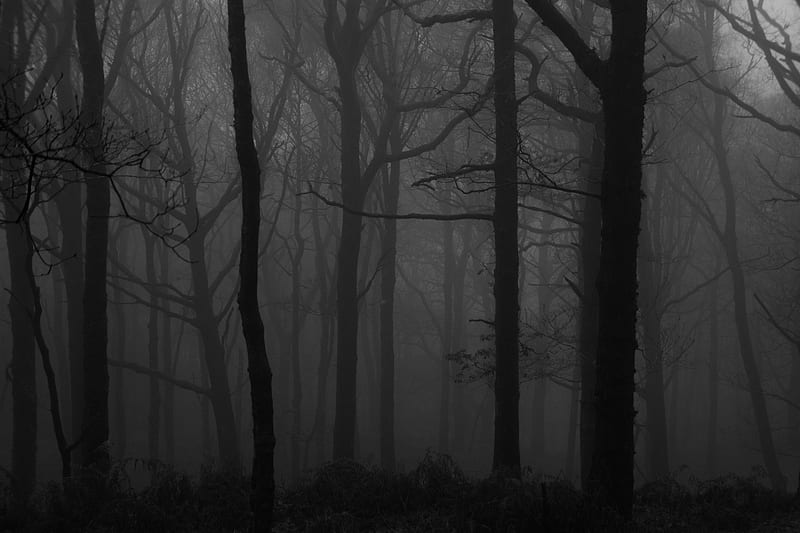 forest, fog, bw, trees, dark, HD wallpaper