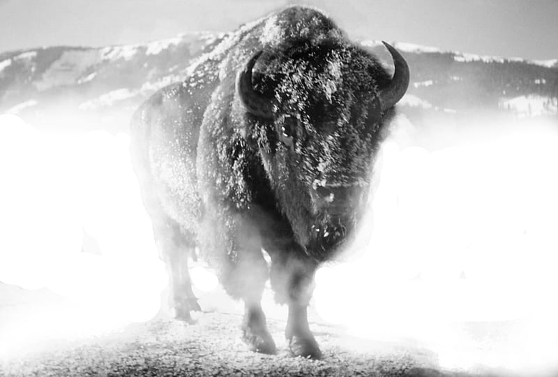 zing Fog, Buffalo, Mountains, Bison, Heards, Fog, Ice, winter, HD wallpaper