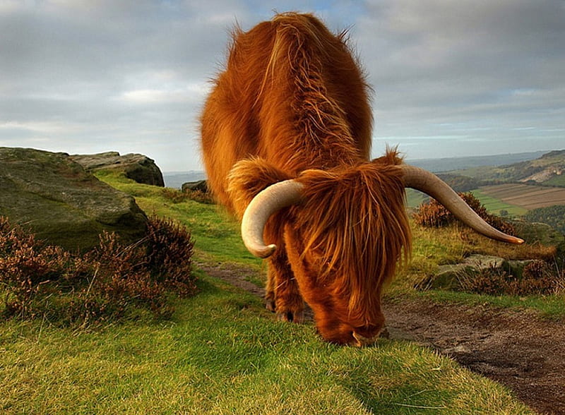 Highland Cattle, cool, cow, cattle, scotland, highland, HD wallpaper