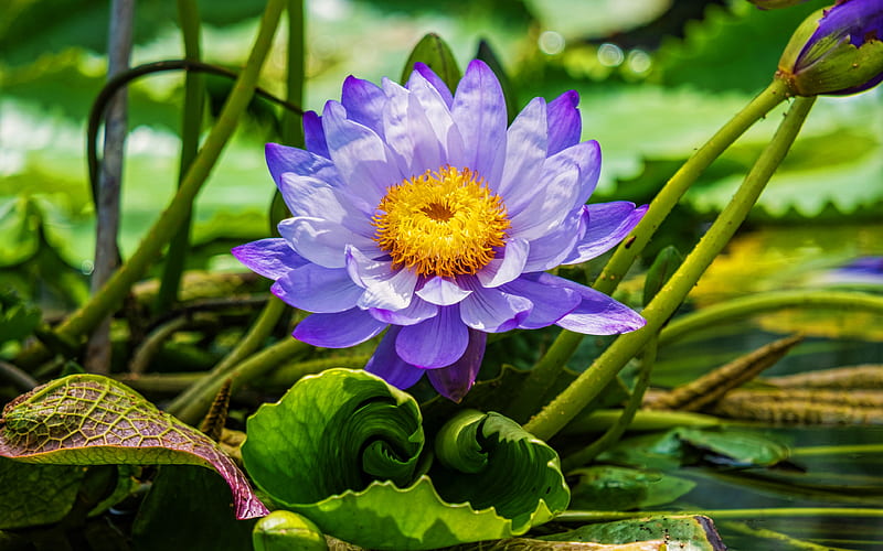 violet lotus macro, beautiful flowers, lake, lotus, Nelumbo nucifera, violet flowers, HD wallpaper