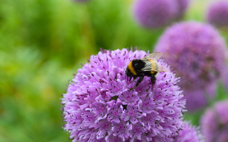 Bee on an Allium flower, bee, albina, purple, flower, allium, insect, pink, HD wallpaper