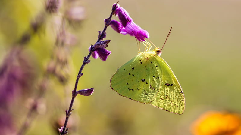 light green butterfly background
