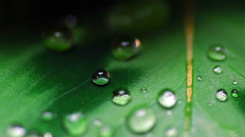 water drops on leaf-Macro graphy, HD wallpaper