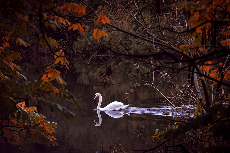Birds, Mute swan, Bird, Mute Swan, Reflection, Swan, Wildlife, HD wallpaper