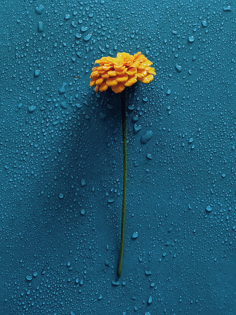 gerbera, flower, drops, water, HD phone wallpaper