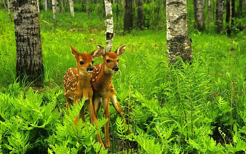 Twins, forest, fawns, plants, babies, animals, deer, HD wallpaper