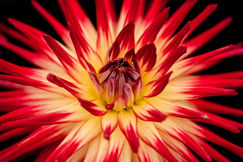 Red and White Dahlia, flower, White, Dahlia, Red, HD wallpaper
