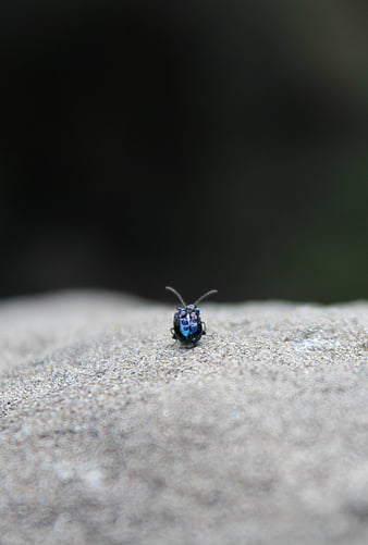 HD bugs-life wallpapers | Peakpx