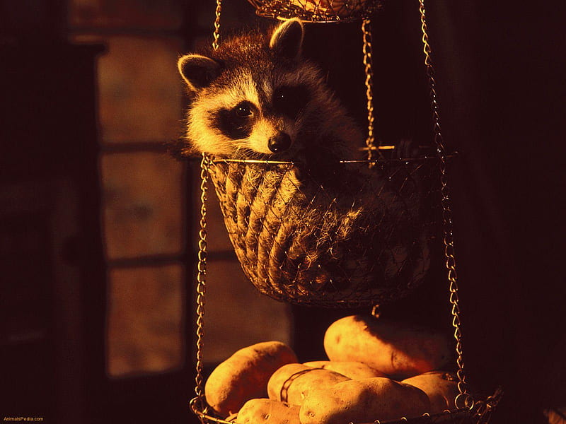 Hanging Basket Raccoon, potatoes, basket, critter, nature, animal, HD wallpaper