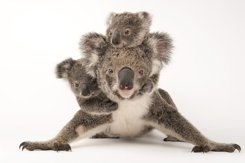 Koala bears, joel sartore, cute, bear, koala, mother, baby, animal, HD wallpaper