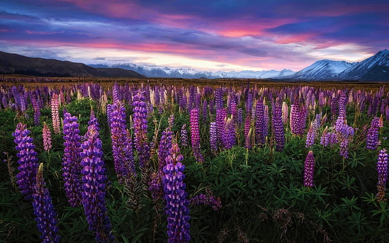 New, Zealand lupine field, R, beautiful nature, mountains, lupines, sunset, beautiful flowers, HD wallpaper