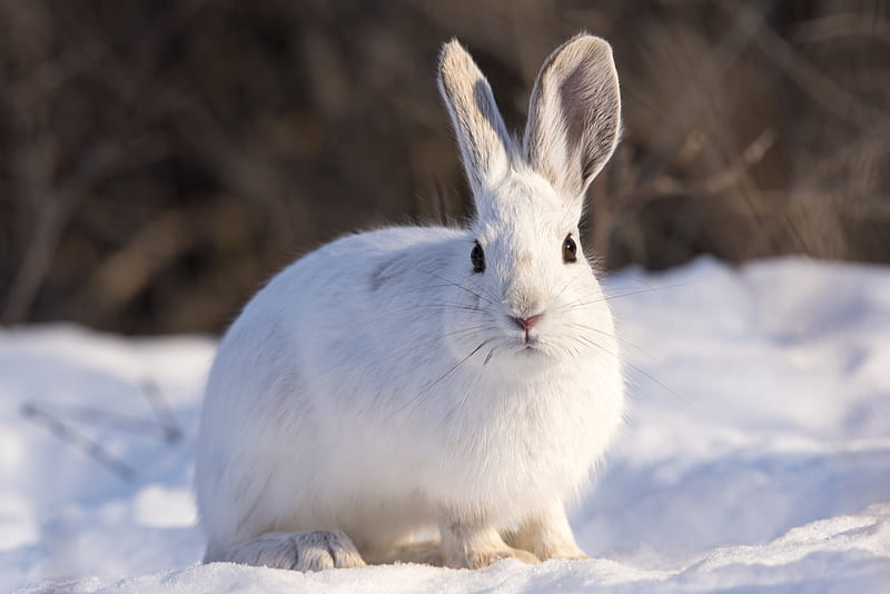 rabbit, animal, white, snow, winter, HD wallpaper