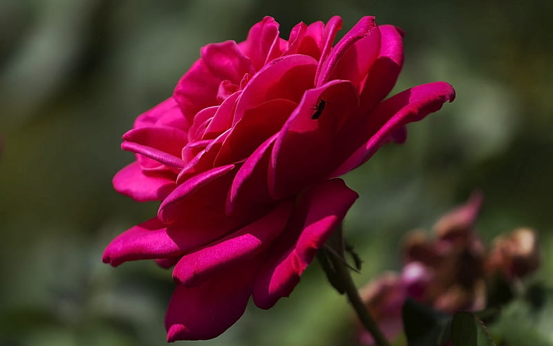 Roses, red, flower, rose, love, HD wallpaper | Peakpx