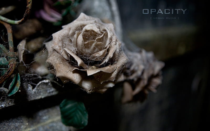 Withered Rose La Crypte des Fleurs The Forgotten beauty, HD wallpaper